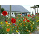 Blumenwiese "Trockener Boden" 30m²